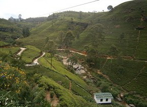 tea